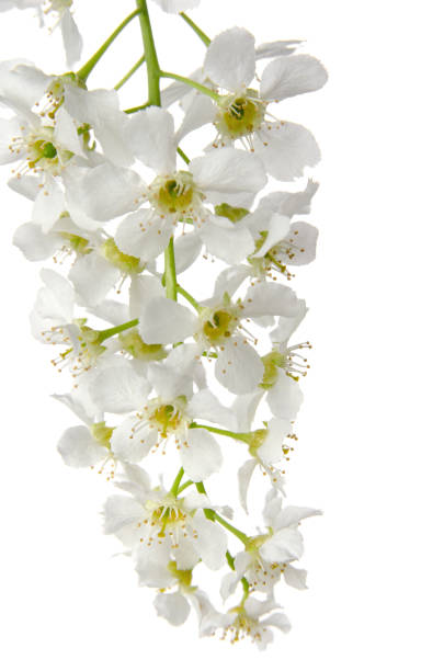 istock Bird cherry spring flowers close up on branch isolated on white background 1203307907