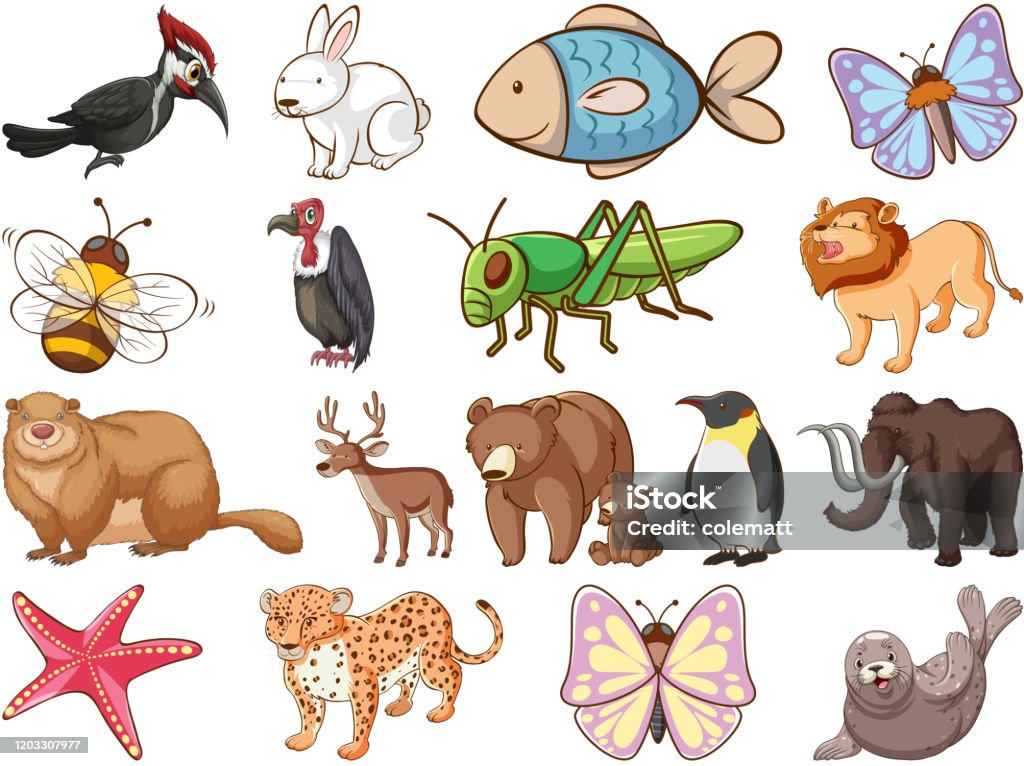 Large Set Of Wildlife With Many Types Of Animals And Insects Stock  Illustration - Download Image Now - iStock