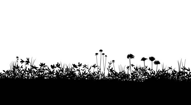 필드 실루엣 배경 자료, 꽃 식물 - 흑백 일러스트 stock illustrations