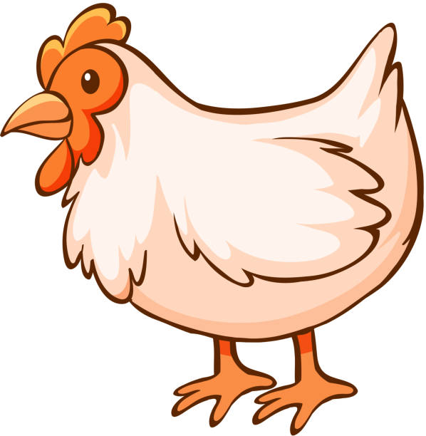 Chicken On White Background Stock Illustration - Download Image Now - Hen,  Clip Art, Animal - iStock