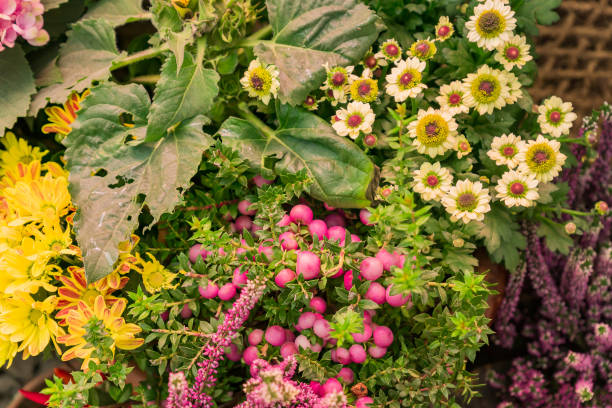 istock Autumn decorative composition  - pink heather, yellow chrysanthemum, Pernettya mucronata assembled together 1203313925