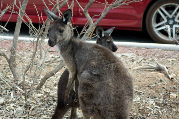 Euro and nearly grown offspring in the carpark at Wilpena Pound Resort, Ikara-Flinders' Rannges National Park, SA, Australia Euro and nearly grown offspring in the carpark at Wilpena Pound Resort, Ikara-Flinders' Rannges National Park, SA, Australia wallaroo south australia stock pictures, royalty-free photos & images