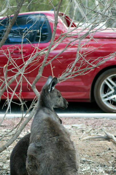 Euro and nearly grown offspring in the carpark at Wilpena Pound Resort, Ikara-Flinders' Ranges National Park, SA, Australia Euro and nearly grown offspring in the carpark at Wilpena Pound Resort, Ikara-Flinders' Ranges National Park, SA, Australia wallaroo south australia stock pictures, royalty-free photos & images