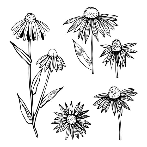 Echinacea. Medicinal herbs. Hand drawn Echinacea. Medicinal herbs.Vector sketch  illustration. coneflower stock illustrations
