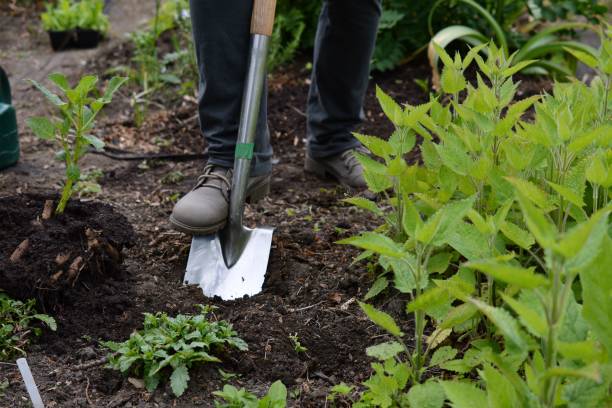 istock Planting vegetables in garden 1203315107