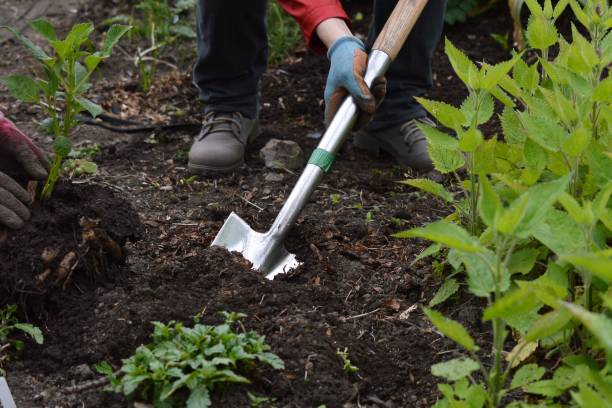 istock Planting vegetables in garden 1203315113