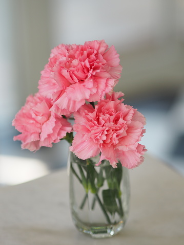 Carnation flowers, bright pink layers, embroidered in a glass of clear water placed on the table