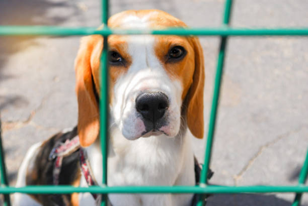 hund, verwischen traurigen kleinen tricolor beagle mit käfig oder tor im freien an sonnigen tag, tier hausleben. - animal sitting brown dog stock-fotos und bilder