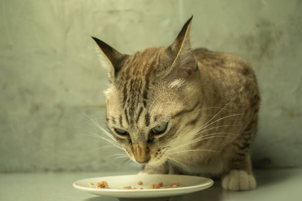 istock Cat is eating food in the morning. 1203317680