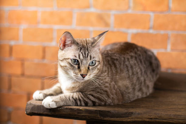 istock The cats look very cute this way. 1203317694
