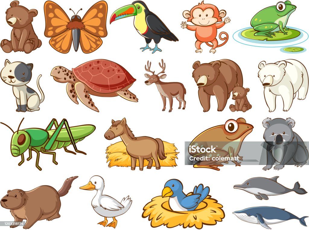 Large Set Of Wildlife With Many Types Of Animals Stock Illustration -  Download Image Now - Africa, Amphibian, Animal - iStock