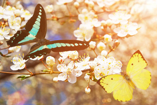 istock Blooming cherry tree brunch and two butterflies 1203318866