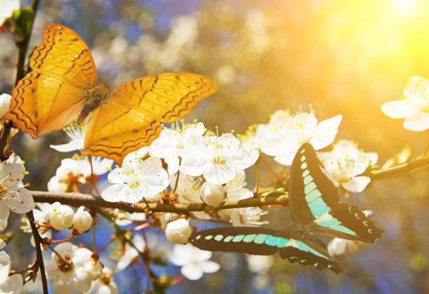 istock Blooming cherry tree brunch and two butterflies 1203319027