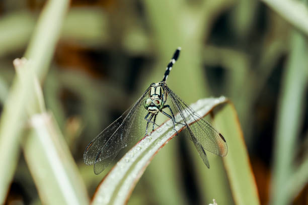Long tailed insects with four wings