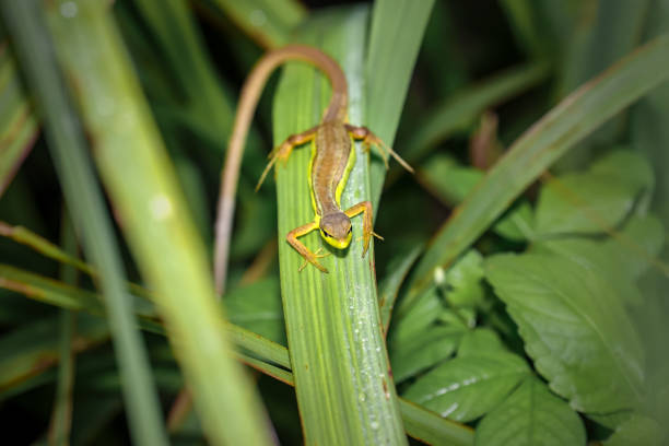 istock Lizards on green leaves 1203319119