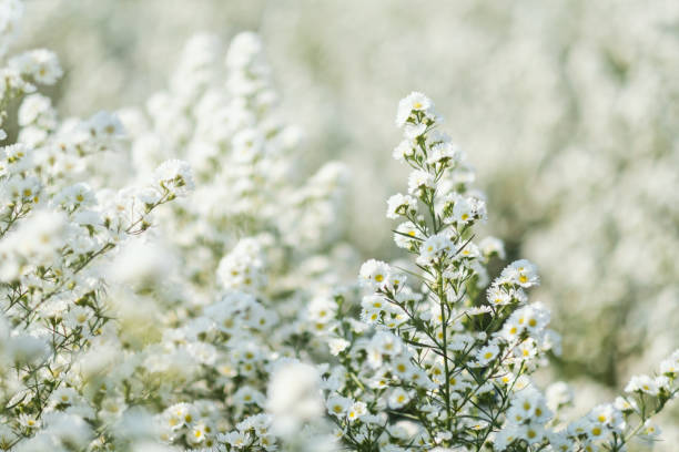 istock a beautiful Cutter flower field 1203321175