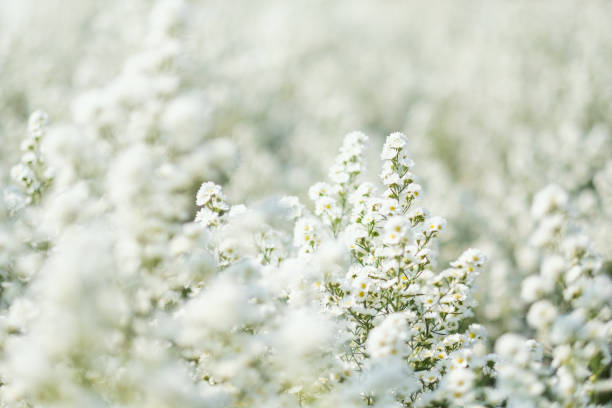 istock a beautiful Cutter flower field 1203321177