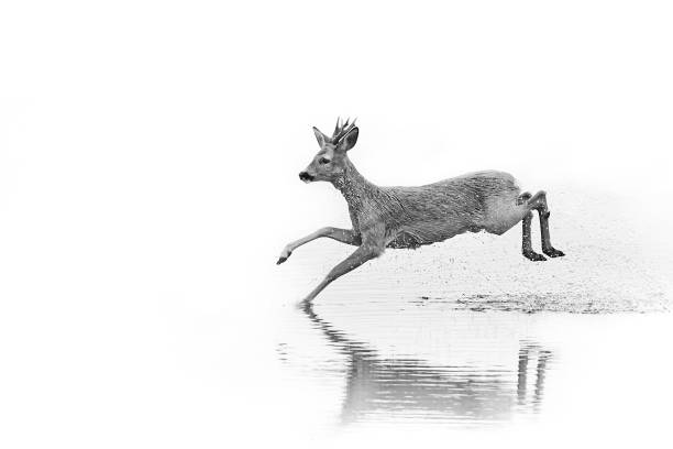 Emotion black and white photo, roe deer - capreolus capreolu running in the water. Action wildlife scene from Sweden stock photo