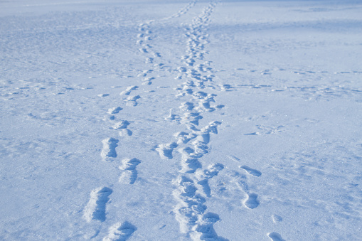 Many foot prints on snow