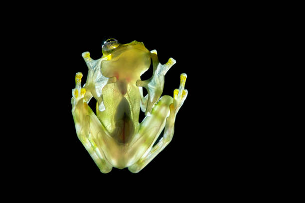 Transparen glass frog  Raticulated Glass Frog, Hyalinobatrachium valerioi vith visible organs, heartbeat. Rainforest, Costa Rica stock photo
