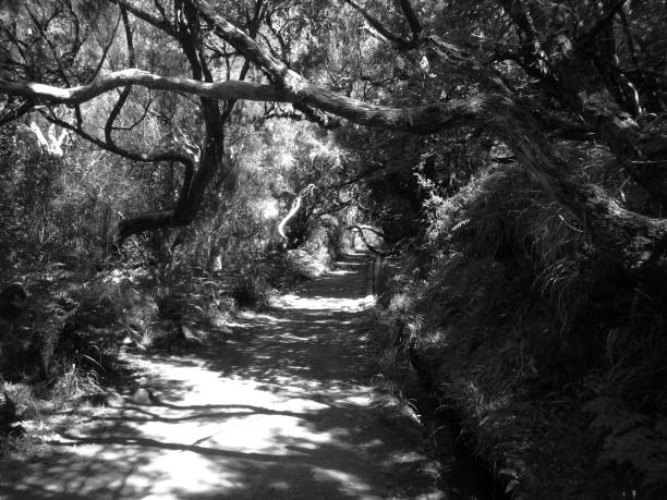 istock Dirt trail in black and white 1203322659