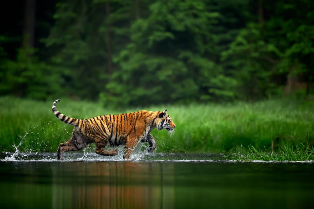 Amur tige in the river. Action wildlife scene with danger animal. Siberian tiger, Panthera tigris altaica stock photo