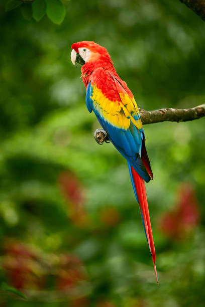 Red parrot (Macaw parrot) fly in dark green vegetation. Scarlet Macaw, Ara macao, in tropical forest, Costa Rica. Red bird in the forest. Parrot flight. Wildlife scene from tropic nature. stock photo