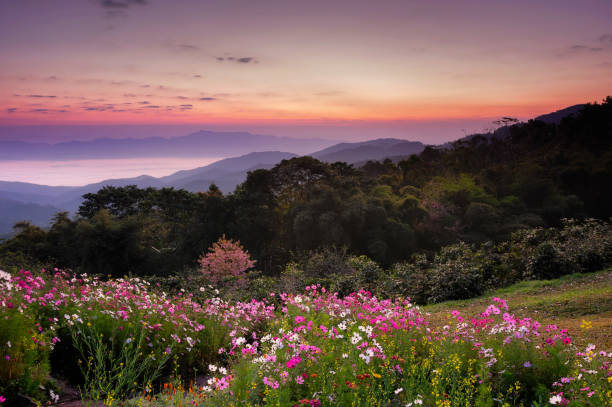 Beautiful scenery in the morning with a sea of mist at Doi mae taman san pa kia chiang mai thailand.
