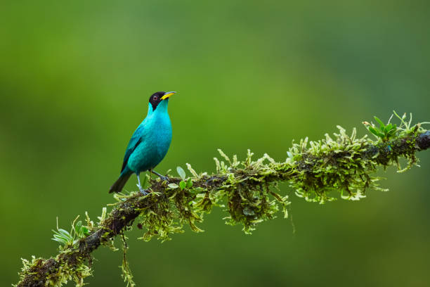 Green Honeycreeper, Chlorophanes spiza close-up portrait of tanager from tropical forest. Exotic tropical bird form Costa Rica stock photo