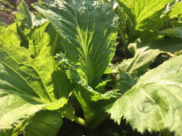 istock Green leafy vegetables grown organically 1203324602