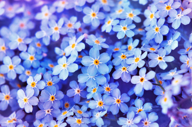 istock Spring bright blue forget-me-nots flowers background 1203324947