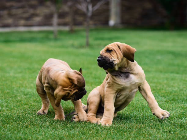 istock Two Fila Brasileiro (Brazilian Mastiff) puppies having fun 1203325667