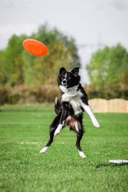 istock border collie jumping catching flying disk, dog sport competition 1203325679