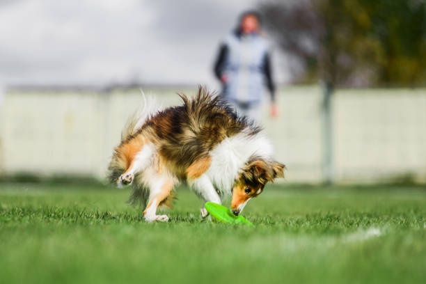 istock excited Shetland Sheepdog Sheltie catching rolling flying disk 1203325747
