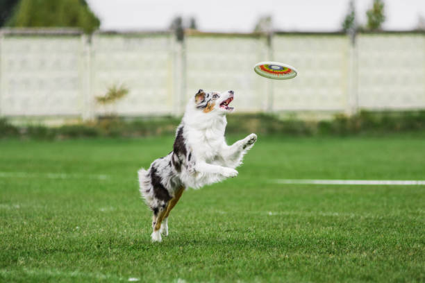 istock excited australian shepherd jumping high catching flying disk 1203325752