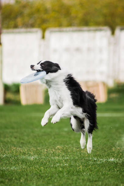 istock border collie jumping catching flying disk, dog sport competition 1203325779