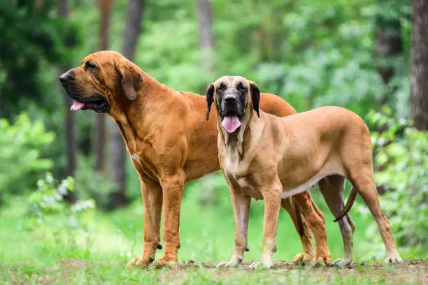 Two adult Fila Brasileiro (Brazilian Mastiff) dogs in summer forest scene