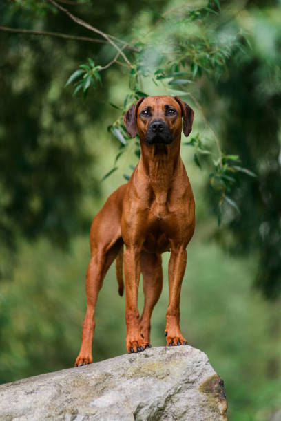 istock Attentive Rhodesian Ridgeback standing on rock at beautiful landscape 1203325842