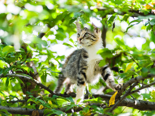 istock Cute curious kitten cat climbing tree ready to jump 1203326836