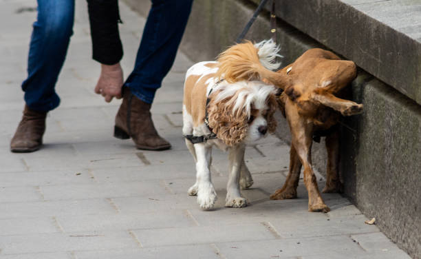 istock Animals in the city 1203326880