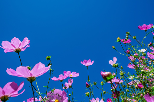 Pink cosmos flowers field background