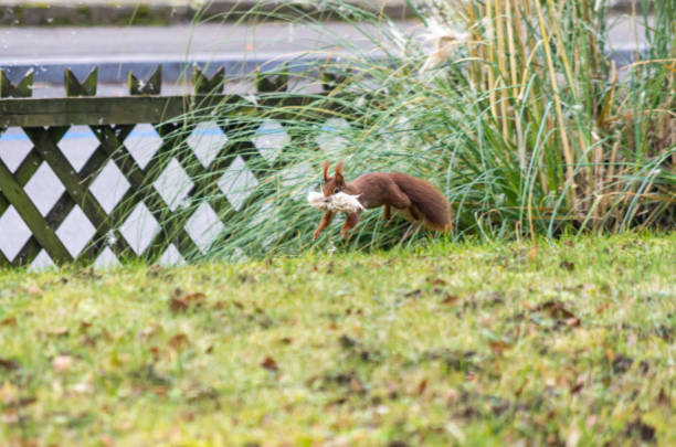Common red Squirrel in a backyard running with reed in its mouth. 2020