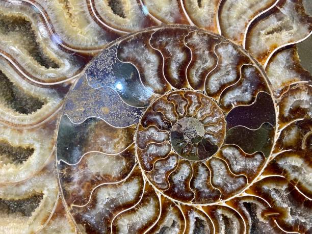 istock Ammonite Fossil Shell Sliced in Half 1203327938