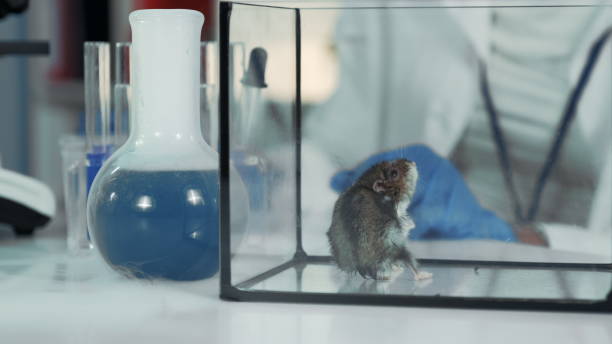 istock Experiment with mouse in modern chemistry laboratory: scientist giving organic material with surgical pincers 1203328021