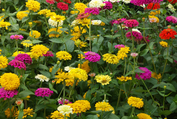 istock Field with colorful flowers 1203329043