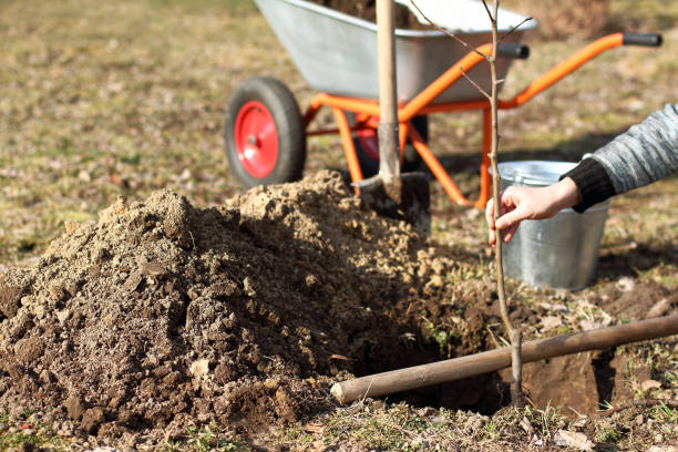 istock Spring care for the garden tab 1203330078