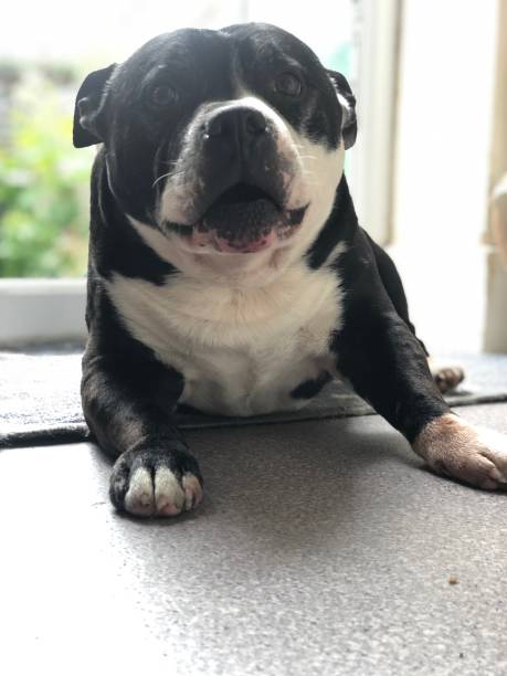 istock Staffordshire Bull Terrier - Bailey 1203330124