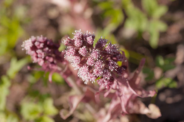 istock blooming butterbur close up 1203330928