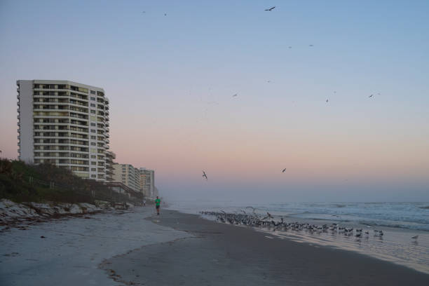 jogger biegnie w dół plaży, jak mewy paszy z plaży o wschodzie słońca. - full length florida tropical climate residential structure zdjęcia i obrazy z banku zdjęć