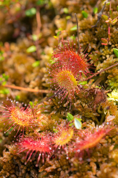 istock flowers sundew on swamp 1203330993